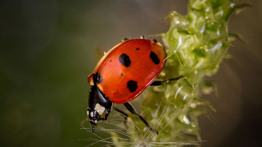 10 Persistent Software Bugs That Took Ages to Fix